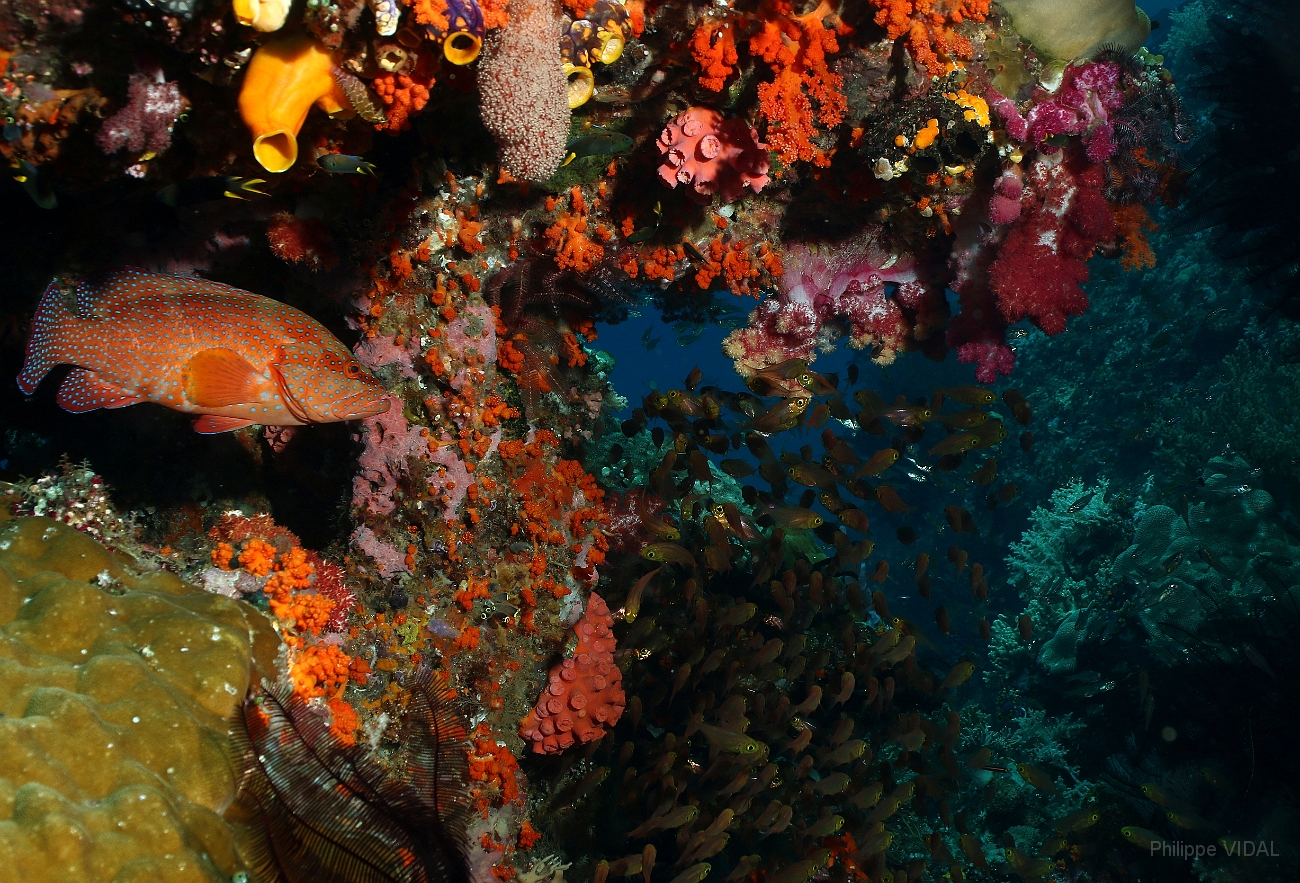 Raja Ampat 2016 - Corail - Ambiance - IMG_4916_rc.jpg